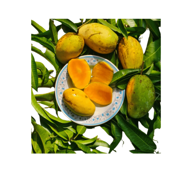 বারোমাসি বারি ১১ আম