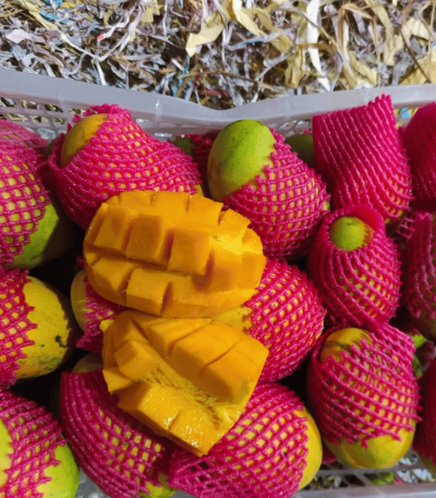 বারোমাসি বারি ১১ আম , বাংলাদেশের সেরা