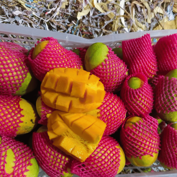 বারোমাসি বারি ১১ আম , বাংলাদেশের সেরা