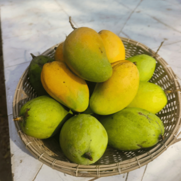 Family Pack 12 kg !! বারোমাসি বারি ১১ আম